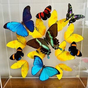 15 Real Butterfly 3D Airtight Acrylic Shadow Box Custom-Made Signed by Artist
